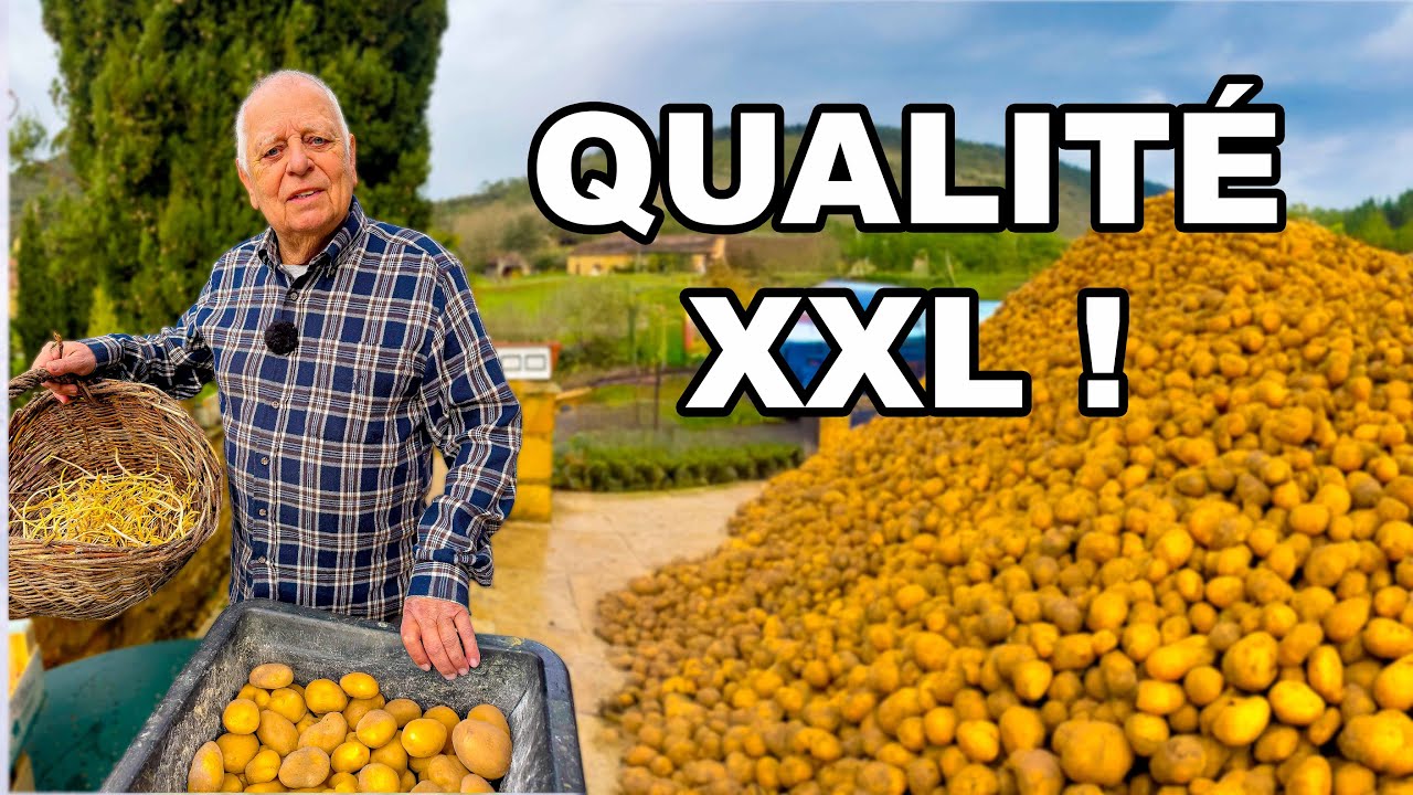 Pomme de terre : Mon meilleur choix pour une récolte ABONDANTE et SAINE !  🥔