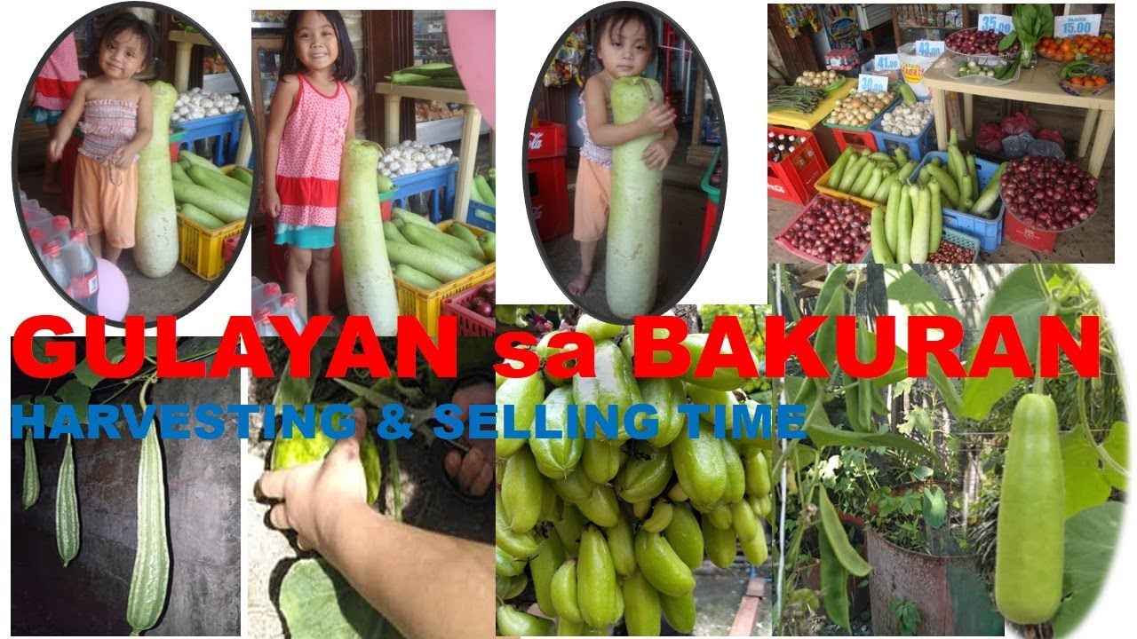 GULAYAN SA BAKURAN ( HARVESTING & SELLING TIME)