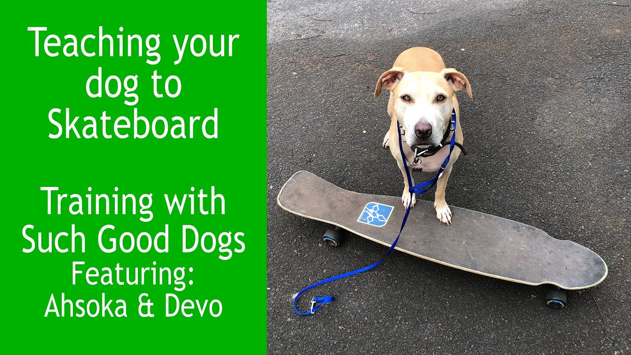Teaching your dog to Skateboard...Trick Training with Such Good Dogs.