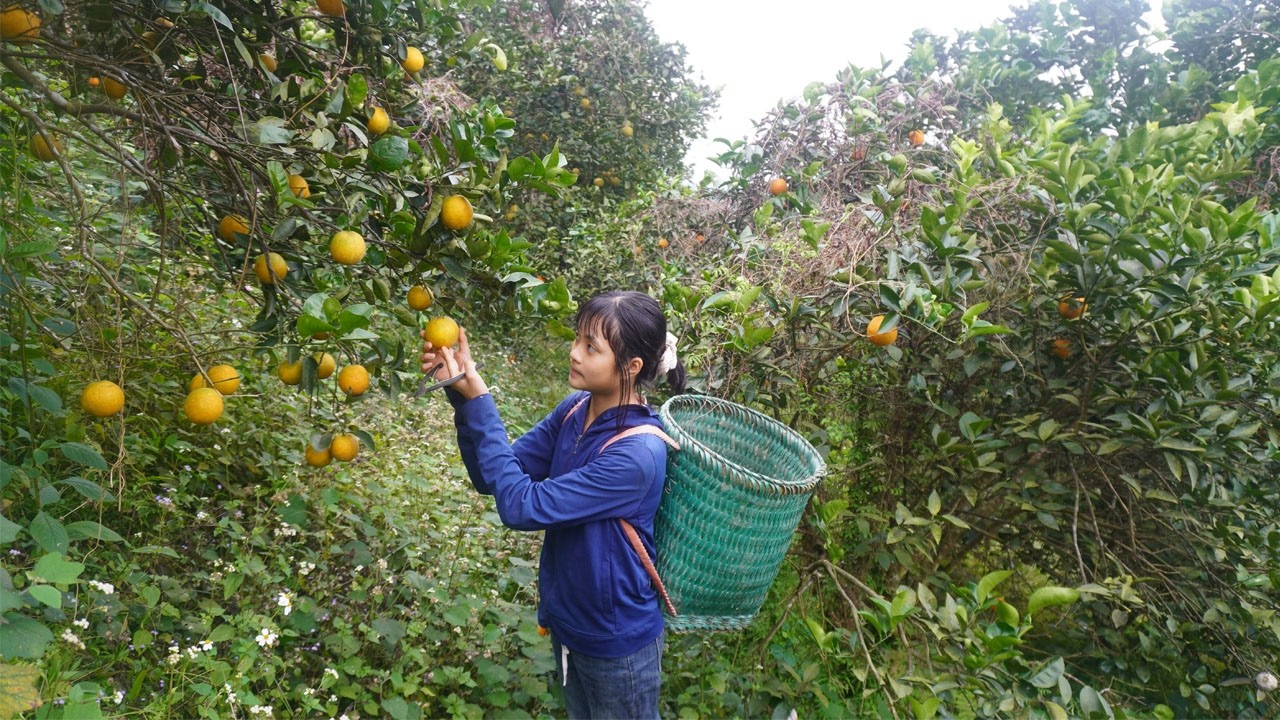 Harvest oranges to sell - Life single