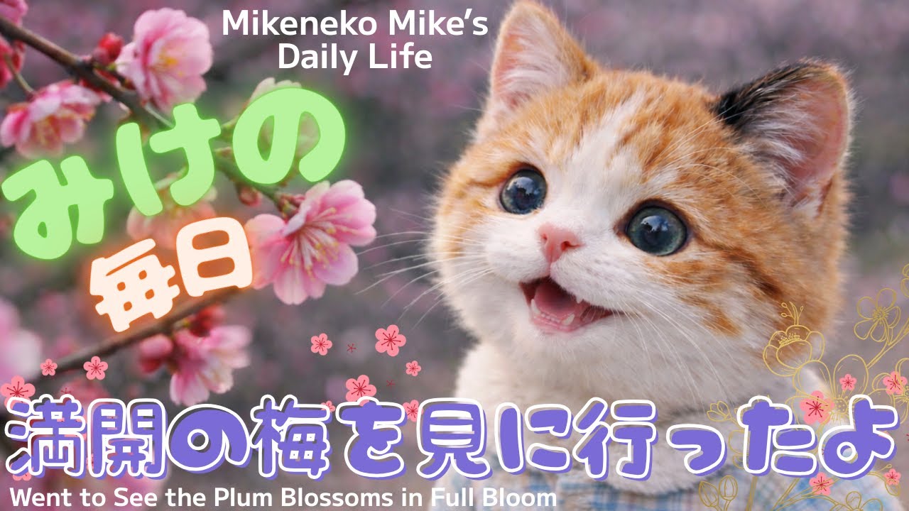 『三毛猫みけの毎日』満開の梅を見に行ったよ♡Mikeneko Mike’s Daily Life .　　カモメさんにお菓子をあげたにゃ〜の巻