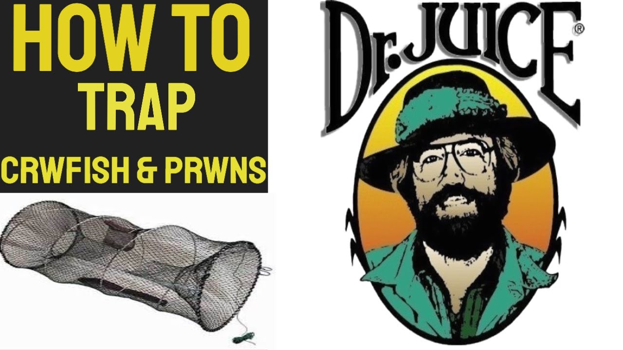 How to trap crawfish and prawns, Easy.  giant, freshwater shrimp.