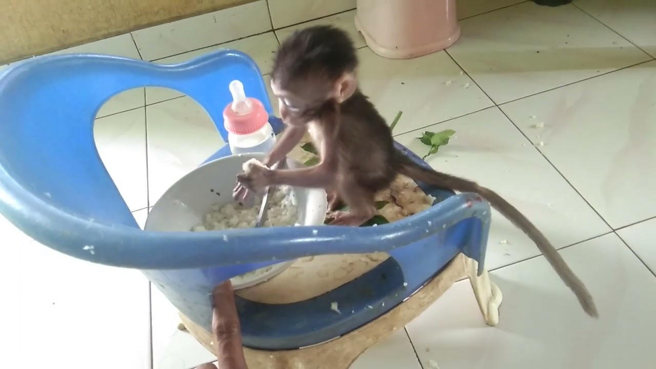 ciko kecil