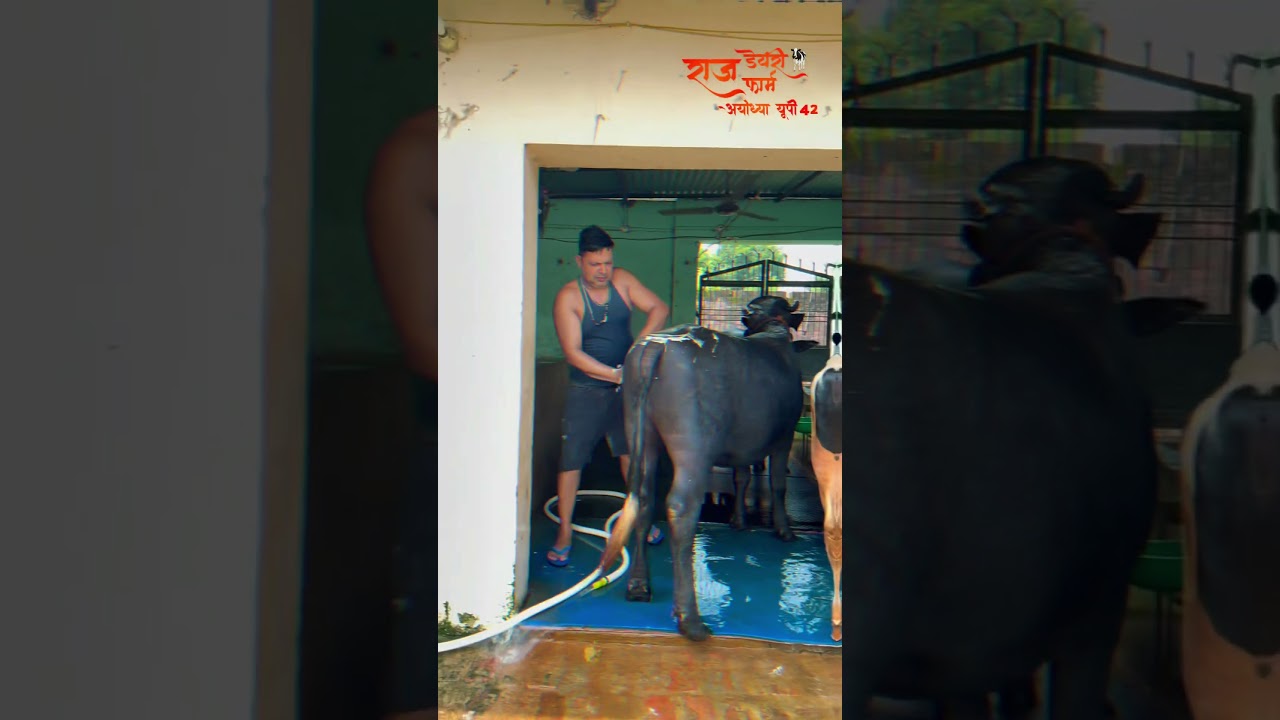 #rajdairyfarmayodhyaup42 #cow #digital #dairyfarm #dairyproducts #minivlog #reels #trending #love