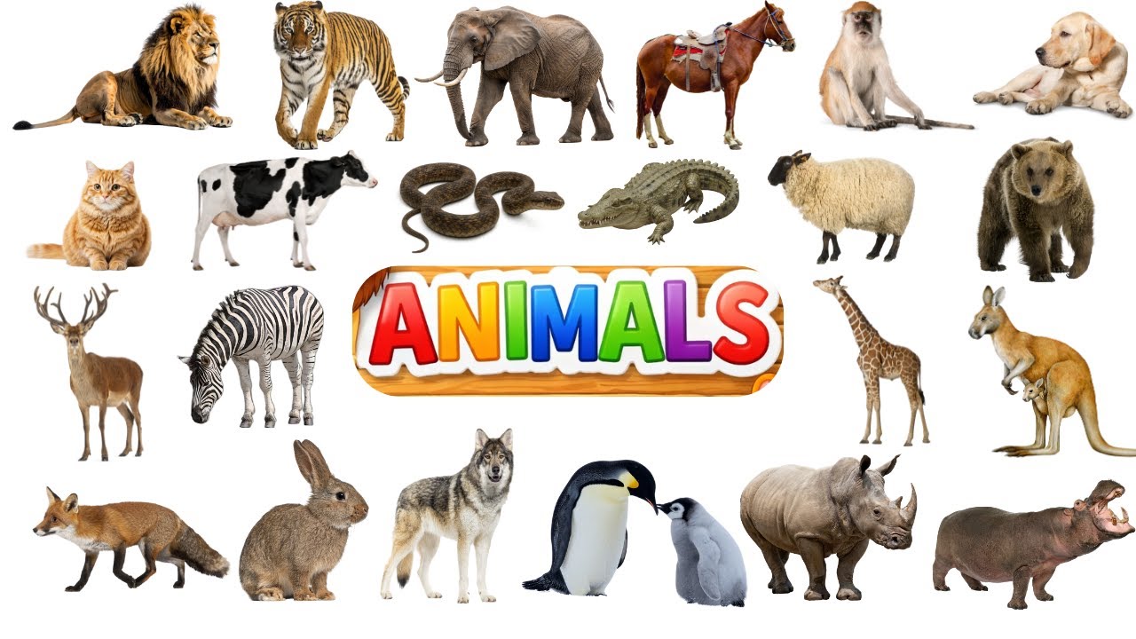 Learn Animals  | Animal Names & Sounds for Kids | Kids Mania | All Animals for Kids