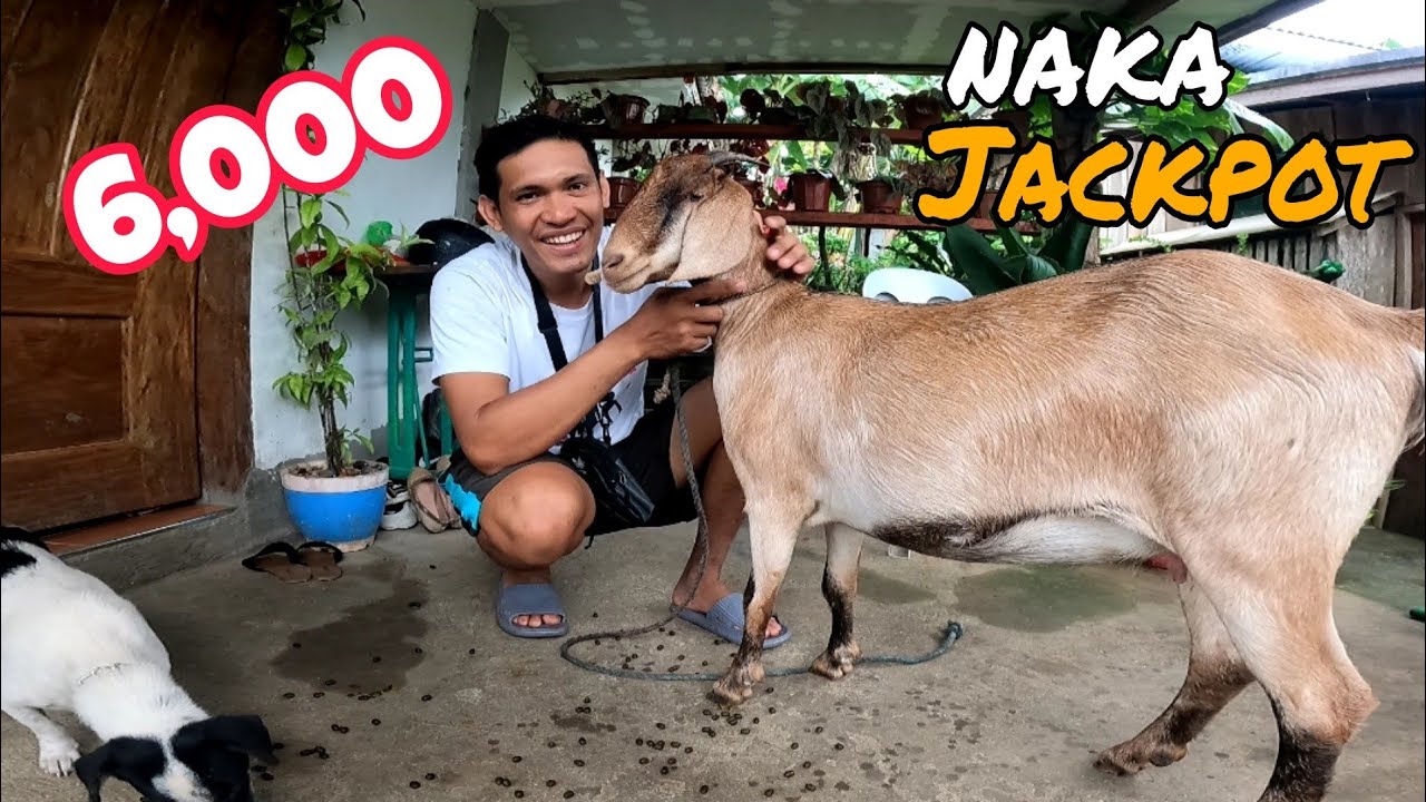 NAKABILI AKO NG MAGANDANG KLASI NA KAMBING #anglonubian  inspired by @johnriot1814 @ThessalonicaFarm