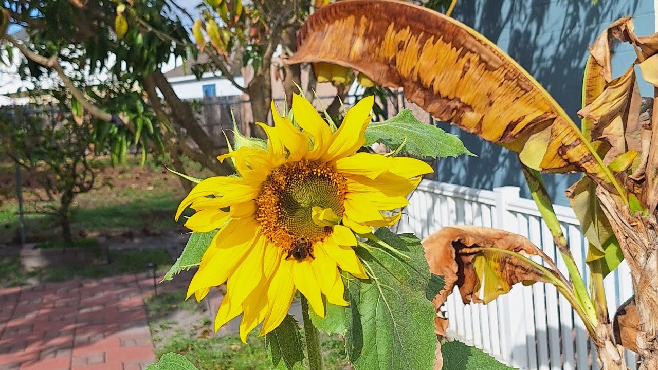El Jardin de Mi Casa