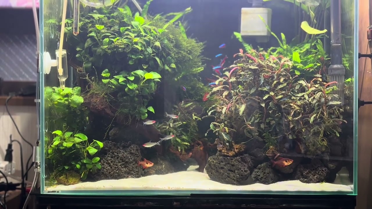 陰性水草60センチHI 