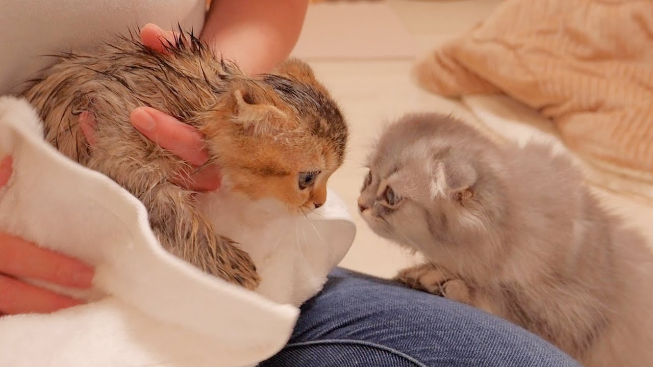 It's too cute to take a bath and worry about a soaking wet kitten.