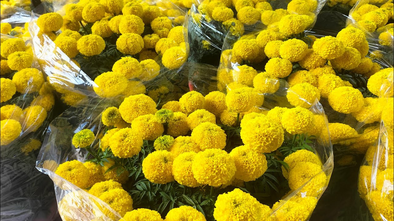 Kiếp nạn thứ 81 ... của bán bông. Hoa vạn thọ (23/12) #vantho #garden #flowers #nhavuon
