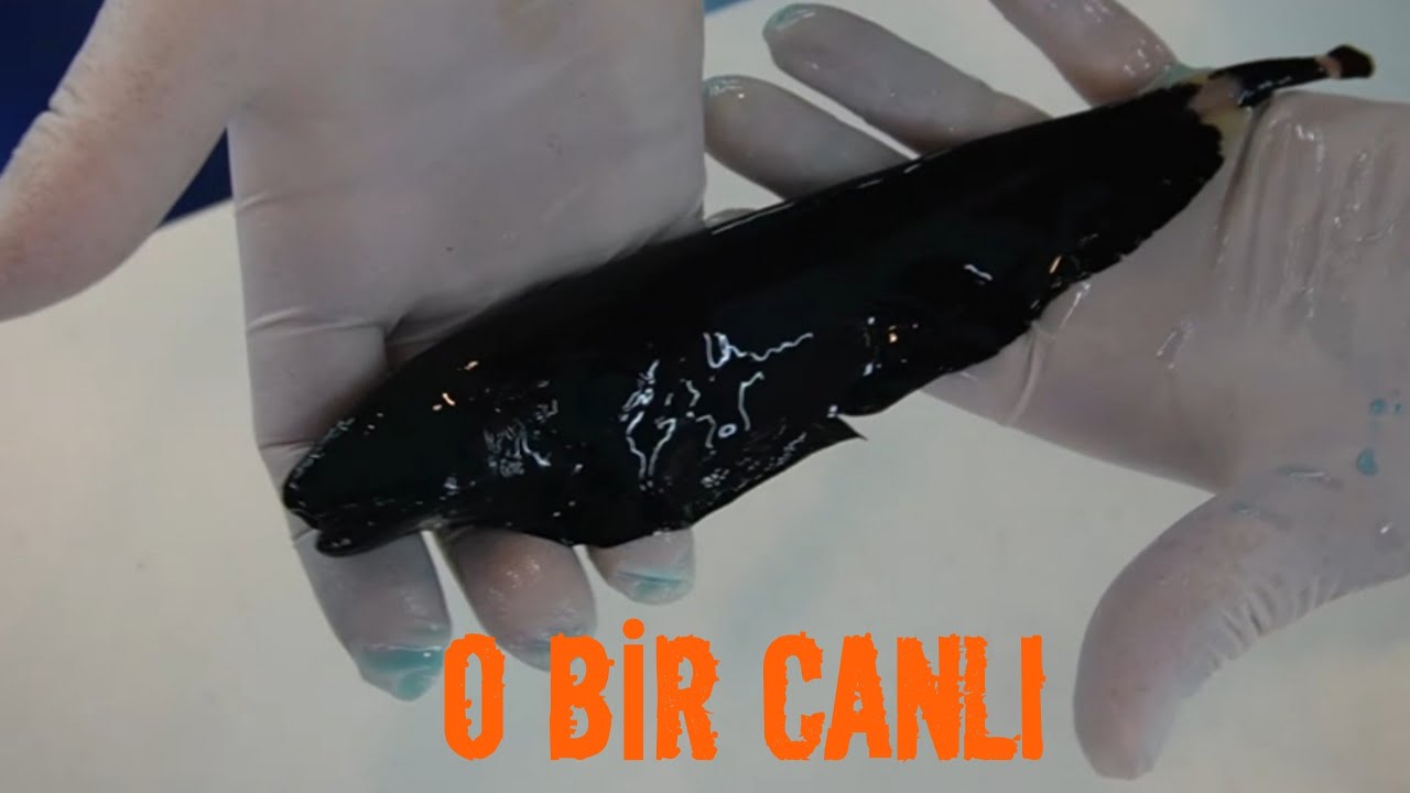 BALIKLAR MANTAR OLDUYSA BUNU YAPIN, akvaryum balıkları