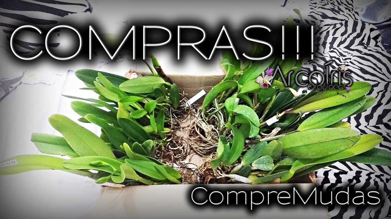 Eng.Subt - 💚💜 Compras Pt1 - CompreMudas/Ocotea 🌿 ArcoÍris de Orquídeas 🌿