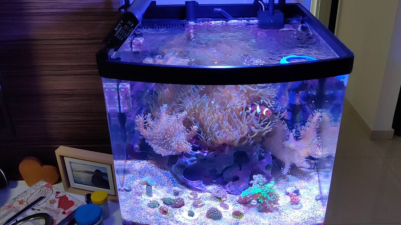 Aquario Marinho Boyu MT 508 - 80 Litros (Modificado)