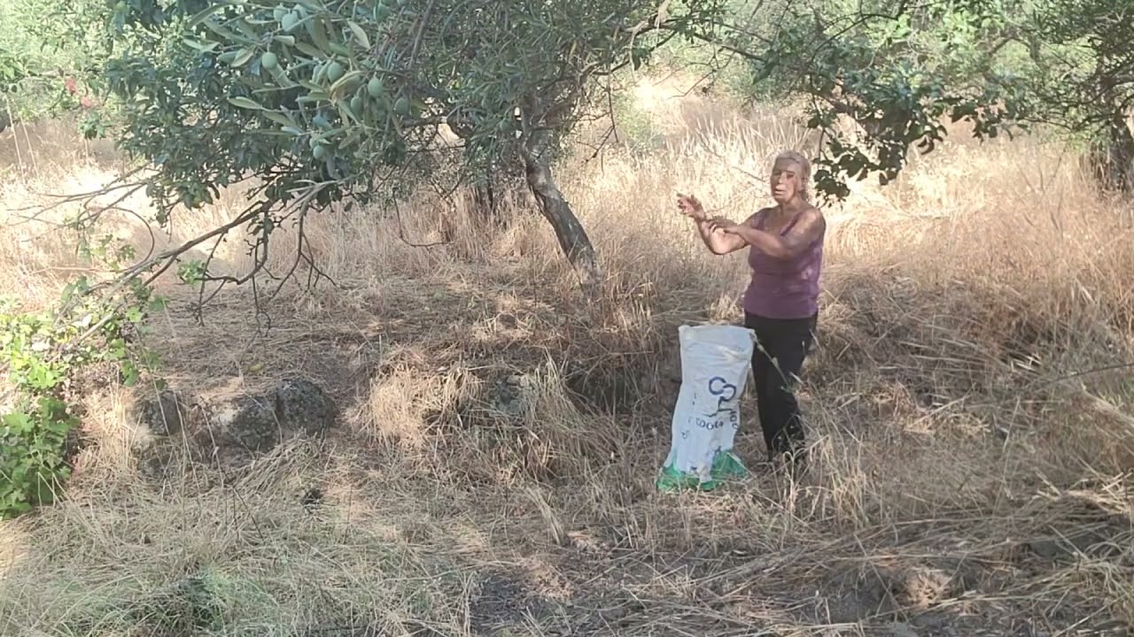 Recogo manzanas en otra finca y hablo de la nefasta gestión del campo 