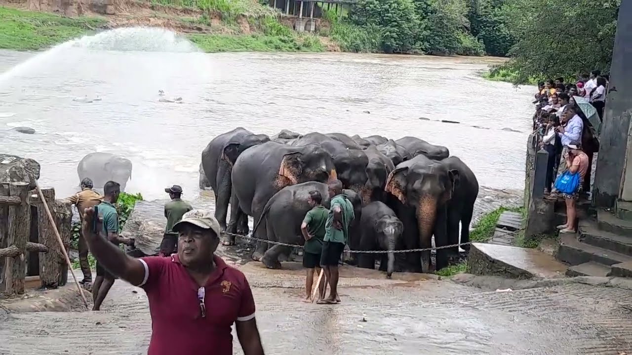 Sri lanka Pinnawala Elephant Orphanage