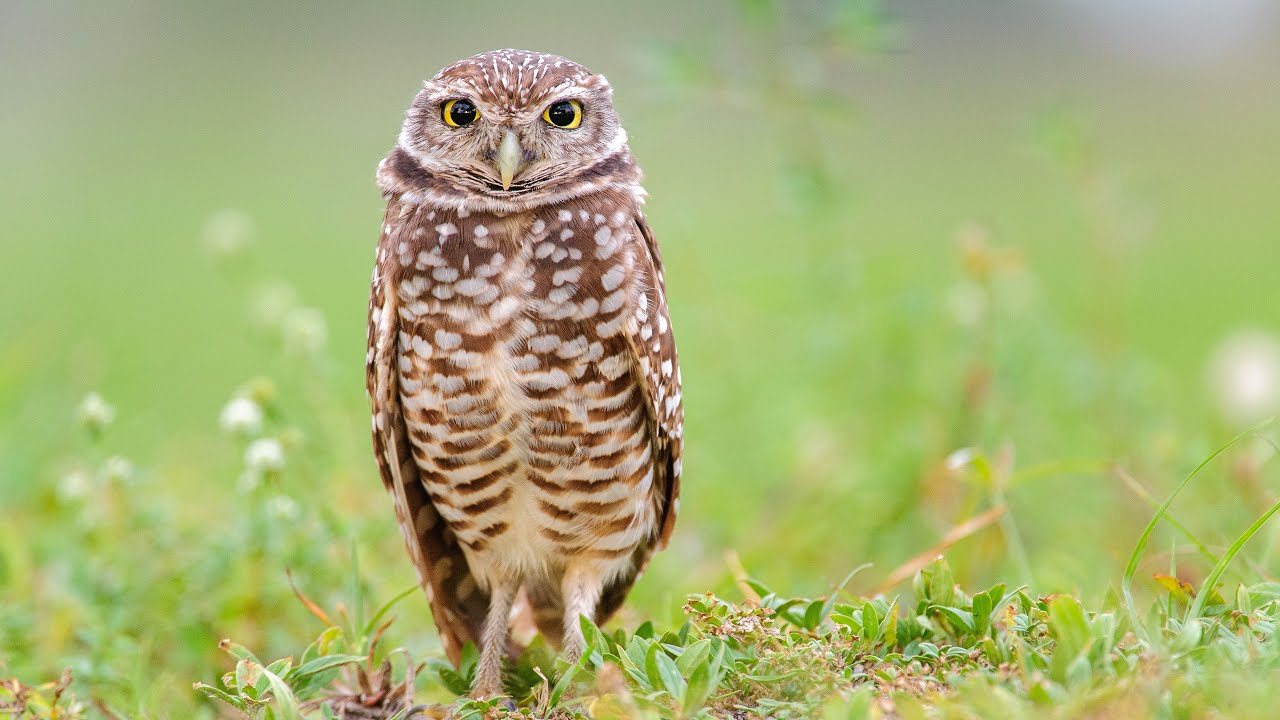 On Location: Burrowing Owls in Florida