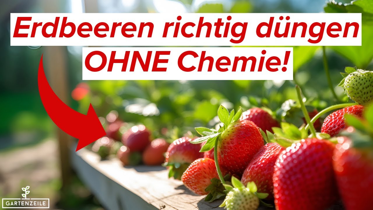 Erdbeeren richtig d&uuml;ngen OHNE Chemie! Nat&uuml;rliche Wege f&uuml;r eine reiche Ernte!