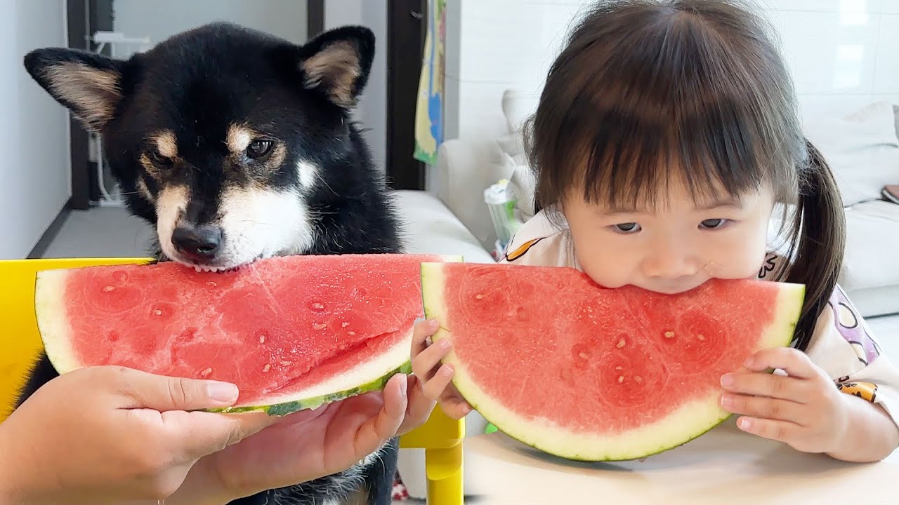 수박 맛보고 눈 돌아간 강아지와 아기 ㅋㅋㅋ