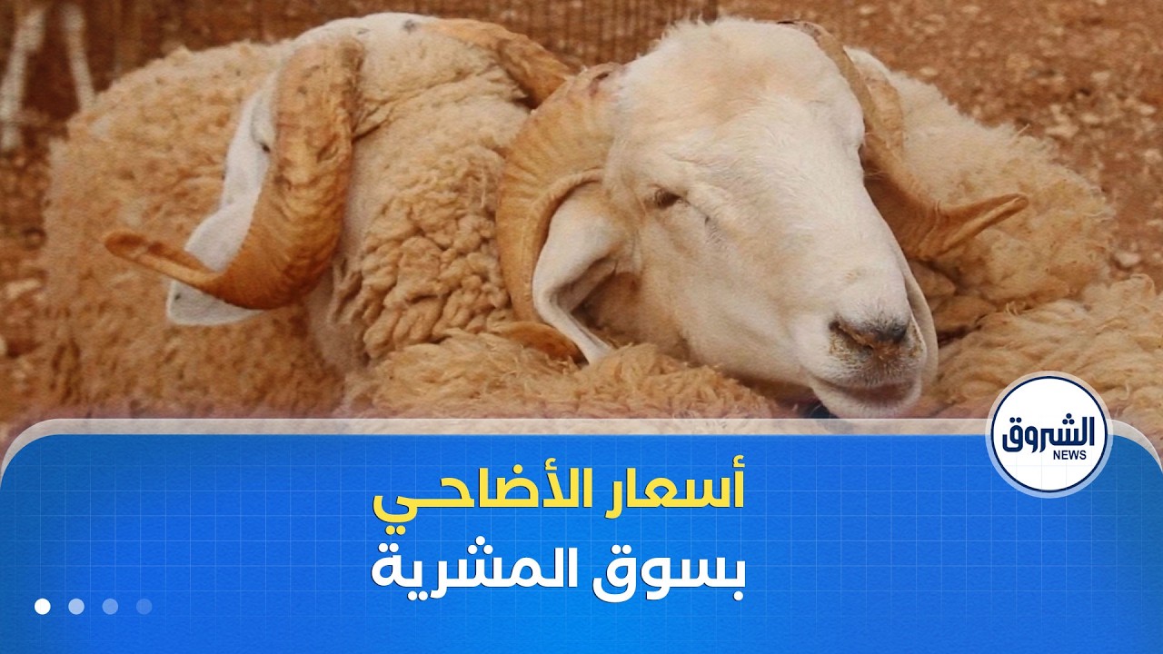 تباين أسعار الأضاحي في سوق بلدية #المشرية بولاية #النعامة