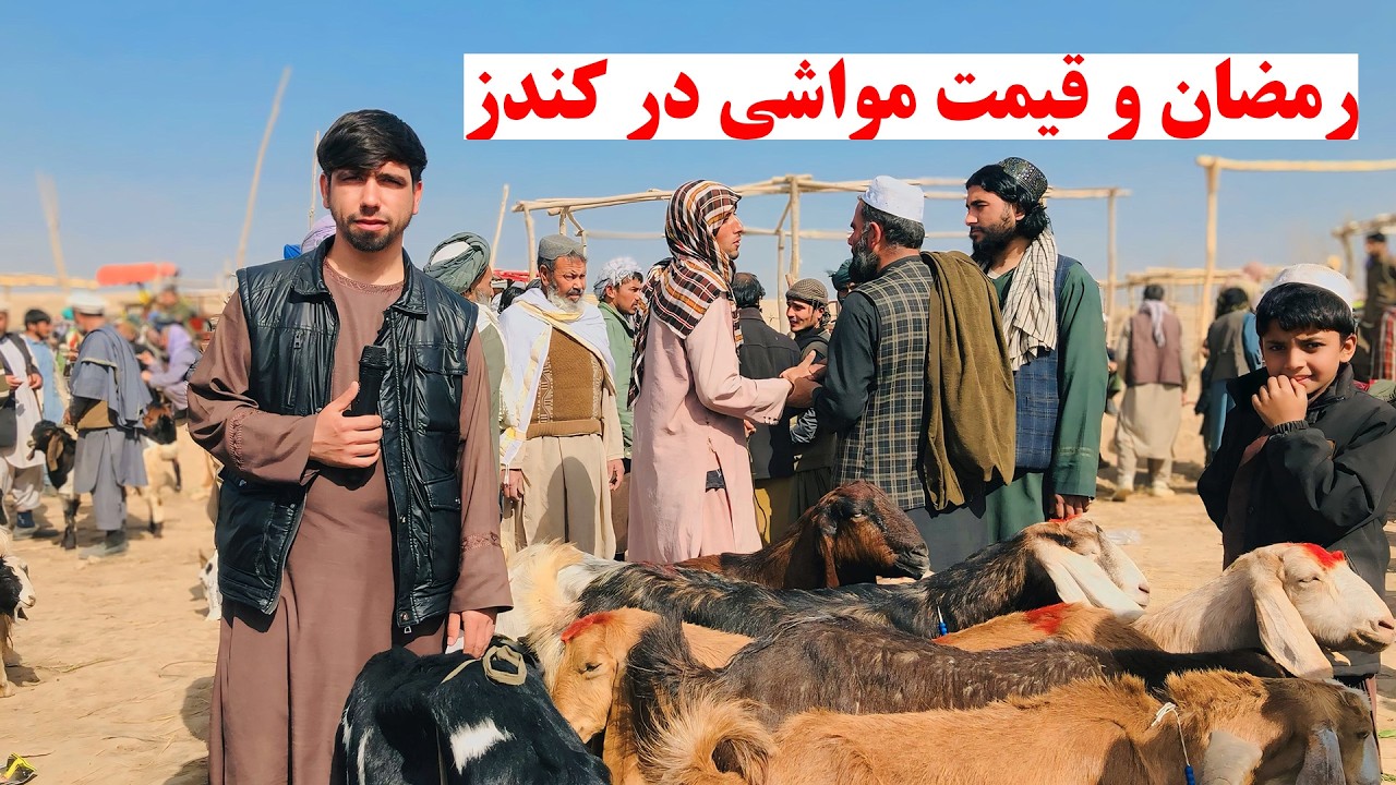 رمضان وقیمت مواشی در کندز | قیمت بز وگوسفند در مالبازار کندز جان | نرخ مواشی در رمضان چگونه است؟