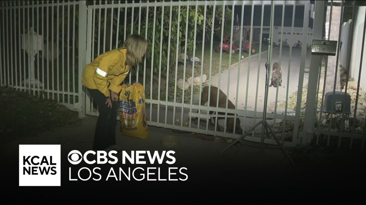 KCAL News reporter helps feed dogs in neighborhood affected by Eaton Fire