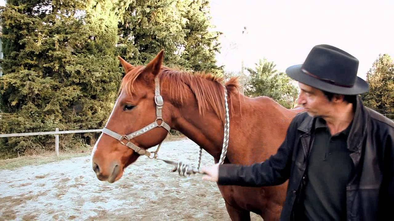 Equi Coaching-Formation et Coaching assisté par le cheval - NOUVEL ACTE