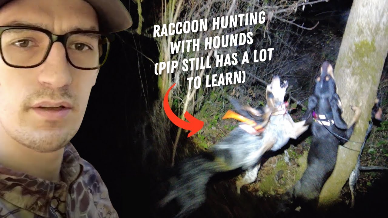 Winter Raccoon Hunt with the Blue Pups and Charlie