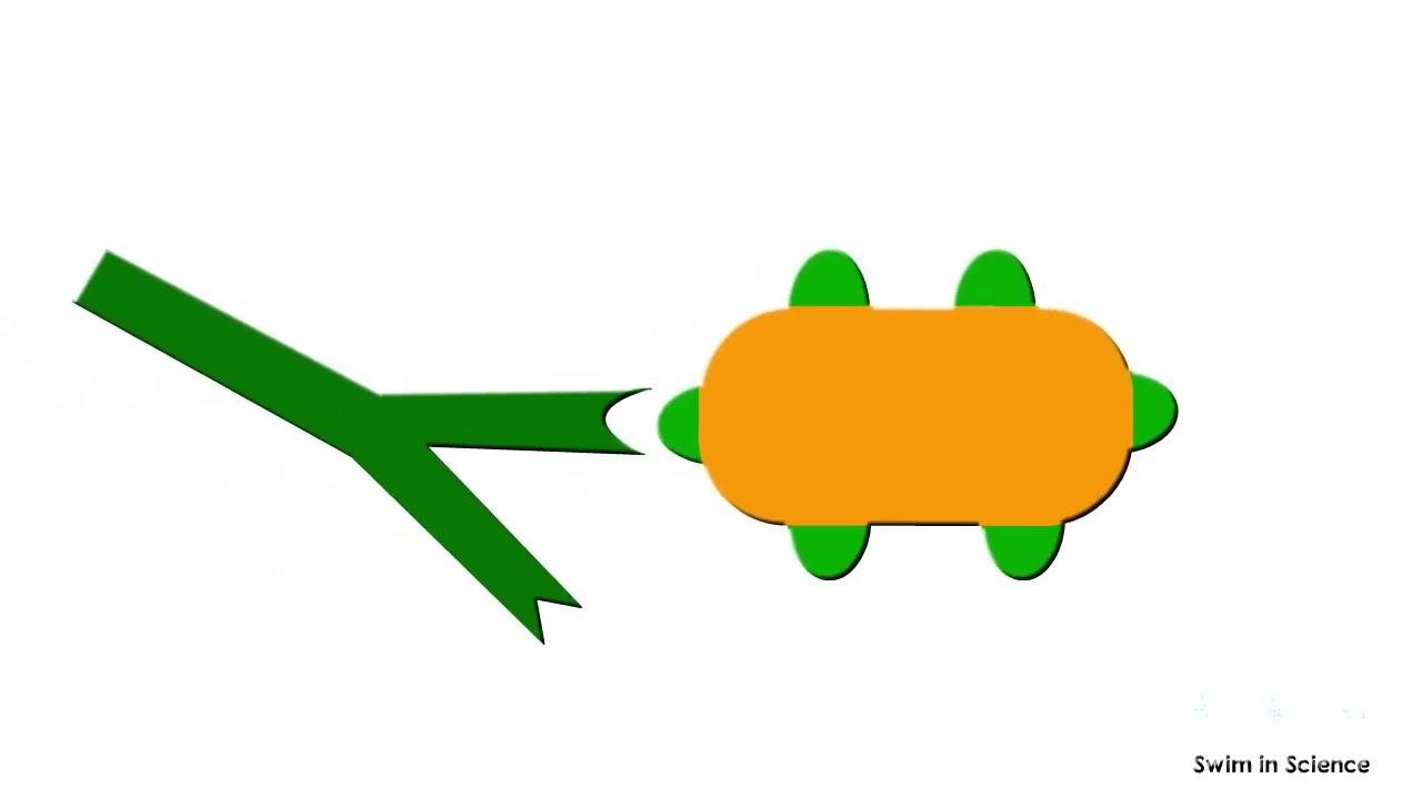 Epitope and paratope