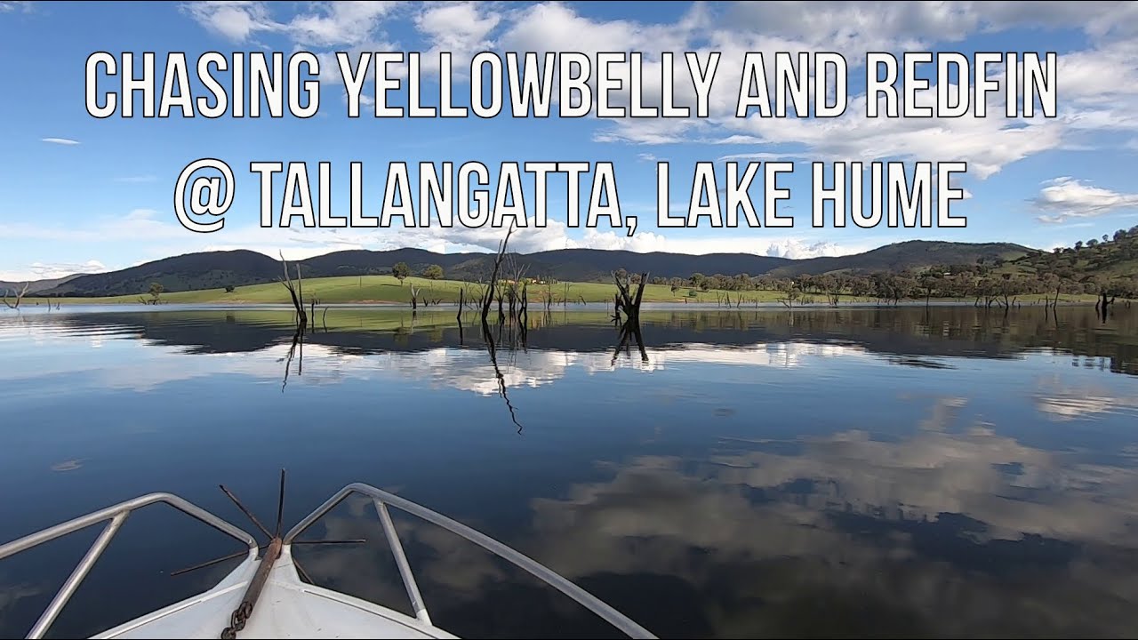 Chasing yellowbelly and redfin at Tallangatta, Lake Hume
