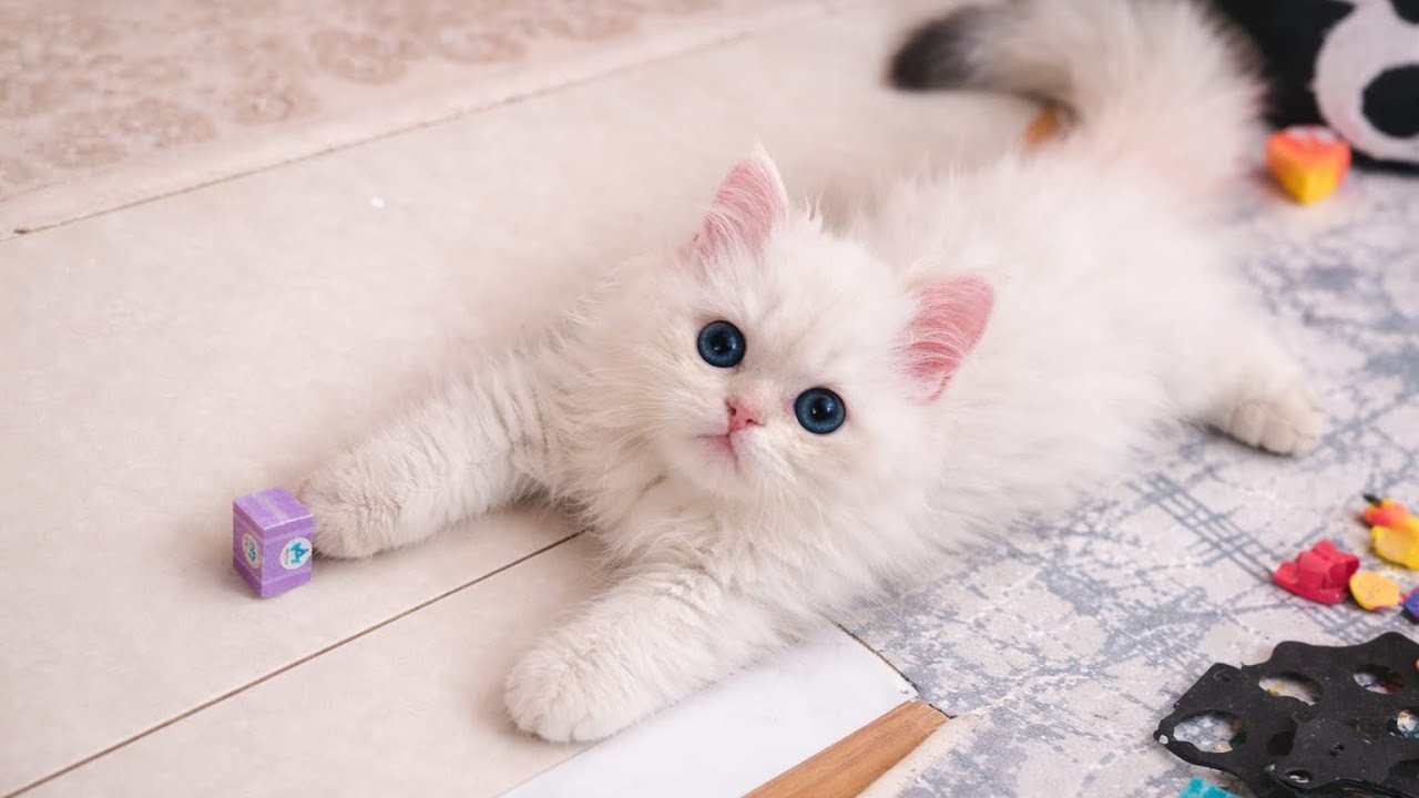 1. Karma Aşı Sonrası İlk Gün 🐱🥰#cat #kedi #veteriner #kediseverler #kedivideoları #tatlıkedi #keyif 