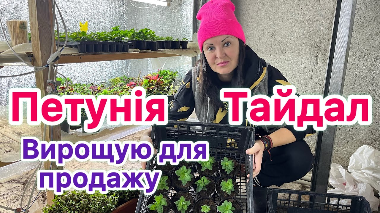Петунія Тайдал. Вирощую квітку для продажу
