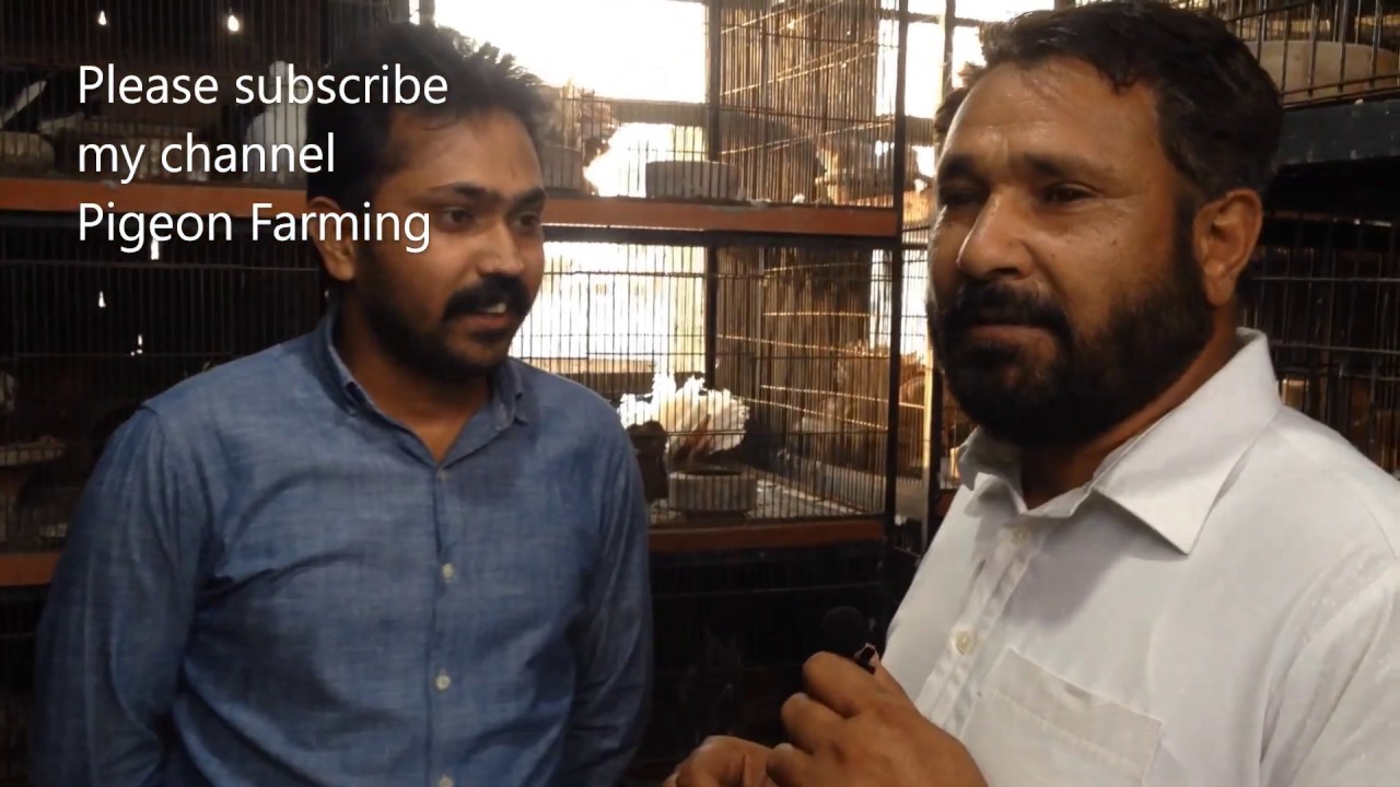 Fancy pigeon Farming | Pigeon Business | Complete info with Mr Atta rehman | Pigeons in Pakistan