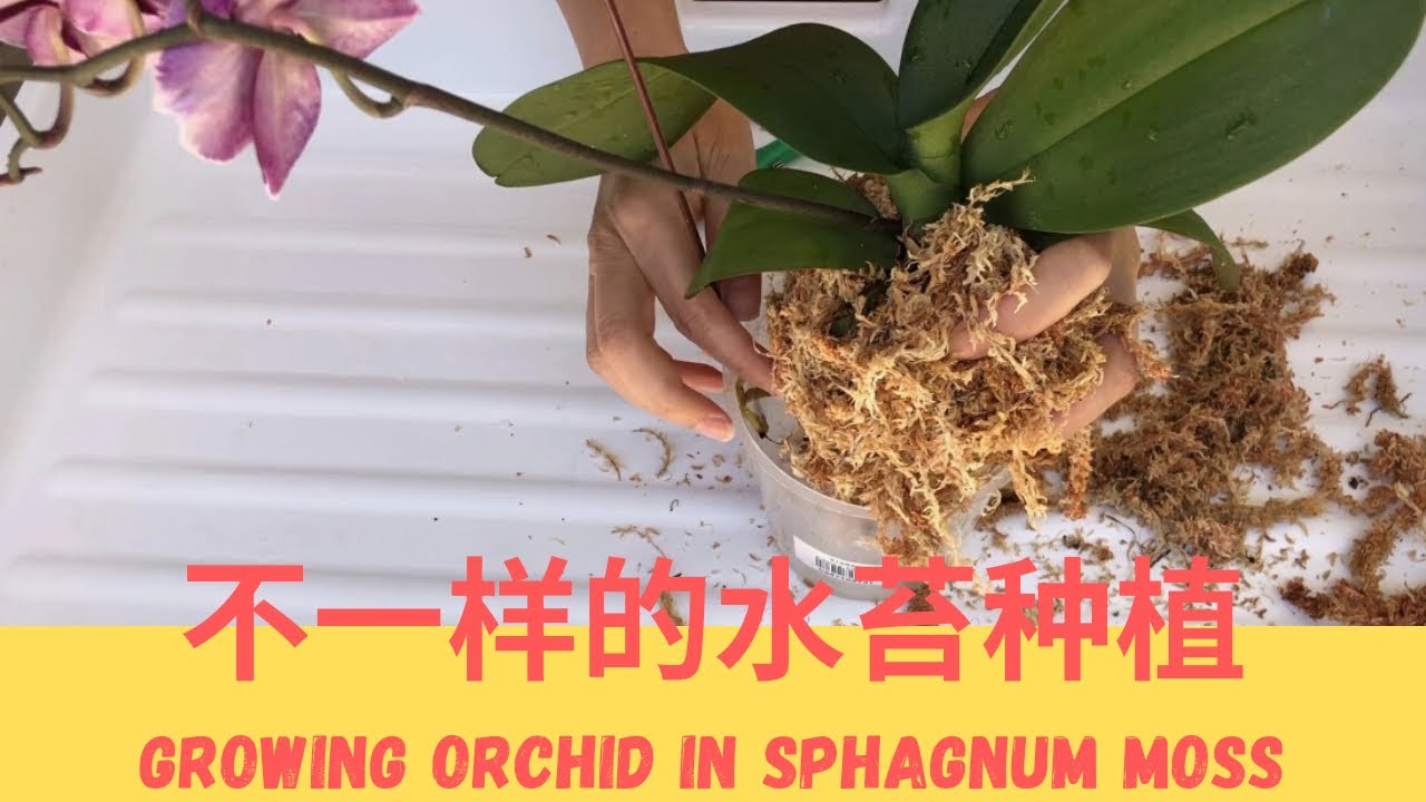 兰花-蝴蝶兰水苔种植 - “见干见湿”，“湿”是多湿？你做对了吗 Growing orchid in Sphagnum moss