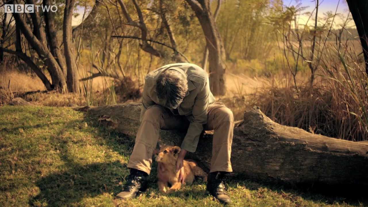 Brian Cox gets up close to a lion cub - Wonders of Life - Series 1 Episode 3 Preview - BBC