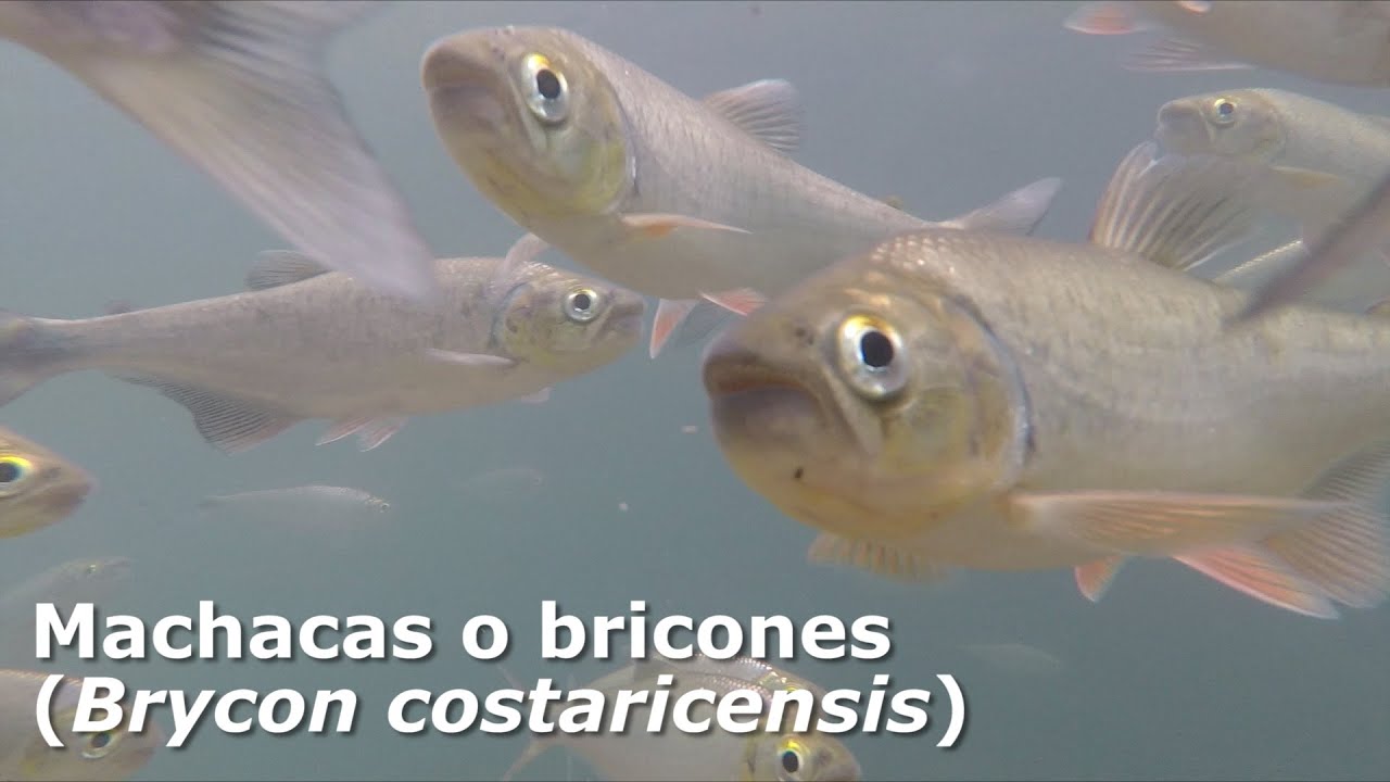 Peces. Machacas, sábalos o bricones (Brycon costaricensis) | Costa Rica