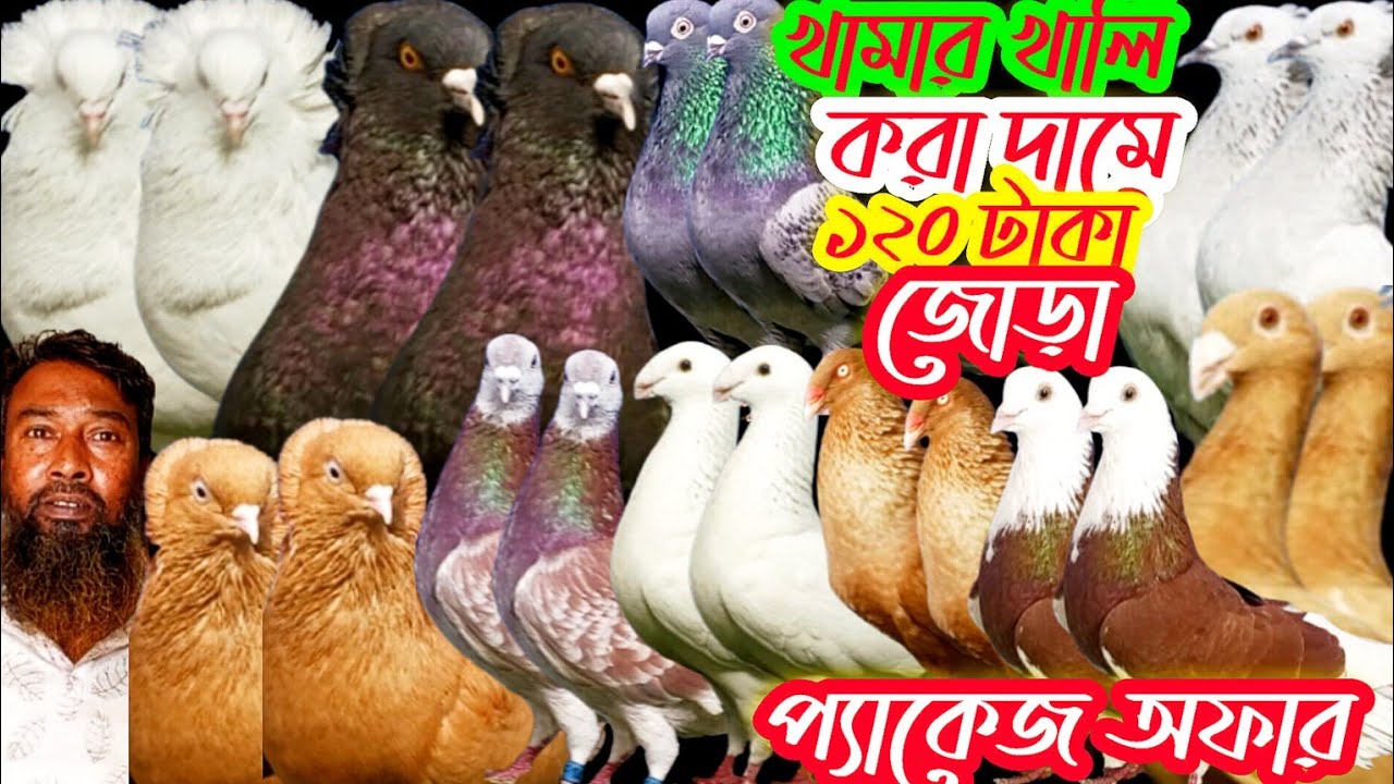 খামার খালি করা অফার মাত্র ১২০ টাকা জোড়া কবুতর কিনুন #pigeon