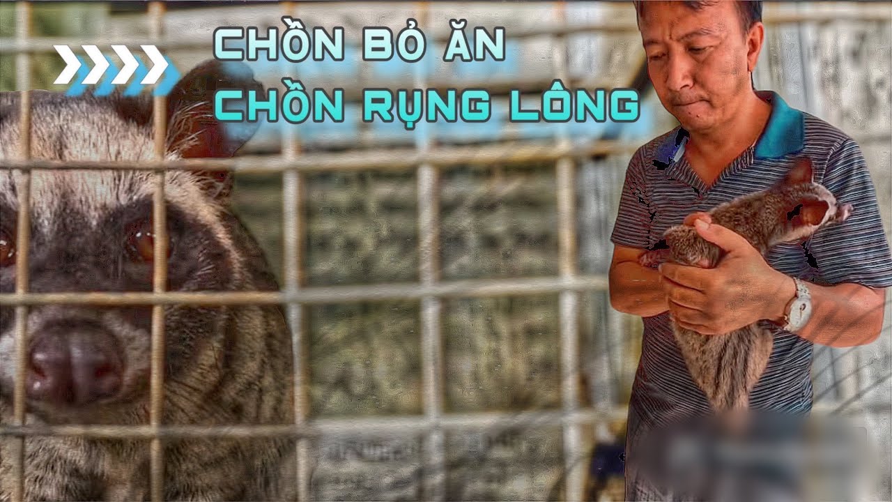 Tại sao “CHỒN BỎ ĂN”, “CHỒN RỤNG LÔNG” ?? - Nỗi lòng khi mới chập chững làm YOUTUBE