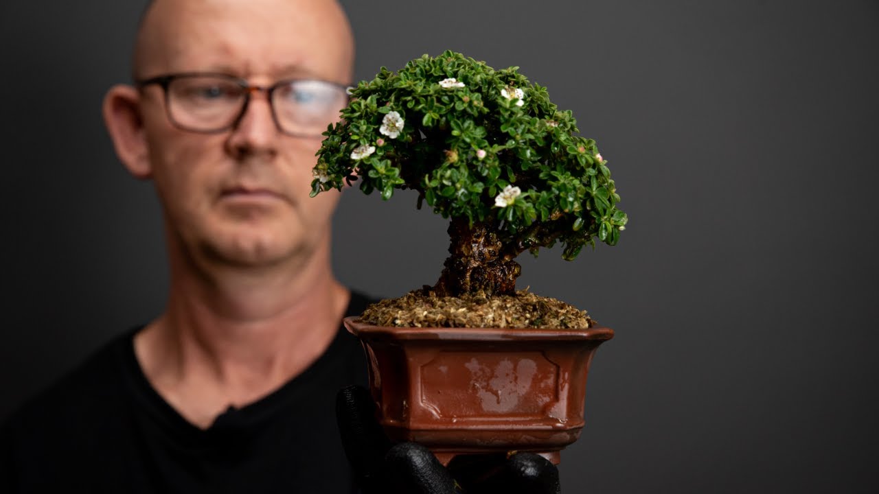 Cutting grown Cotoneaster gets a Bigei pot