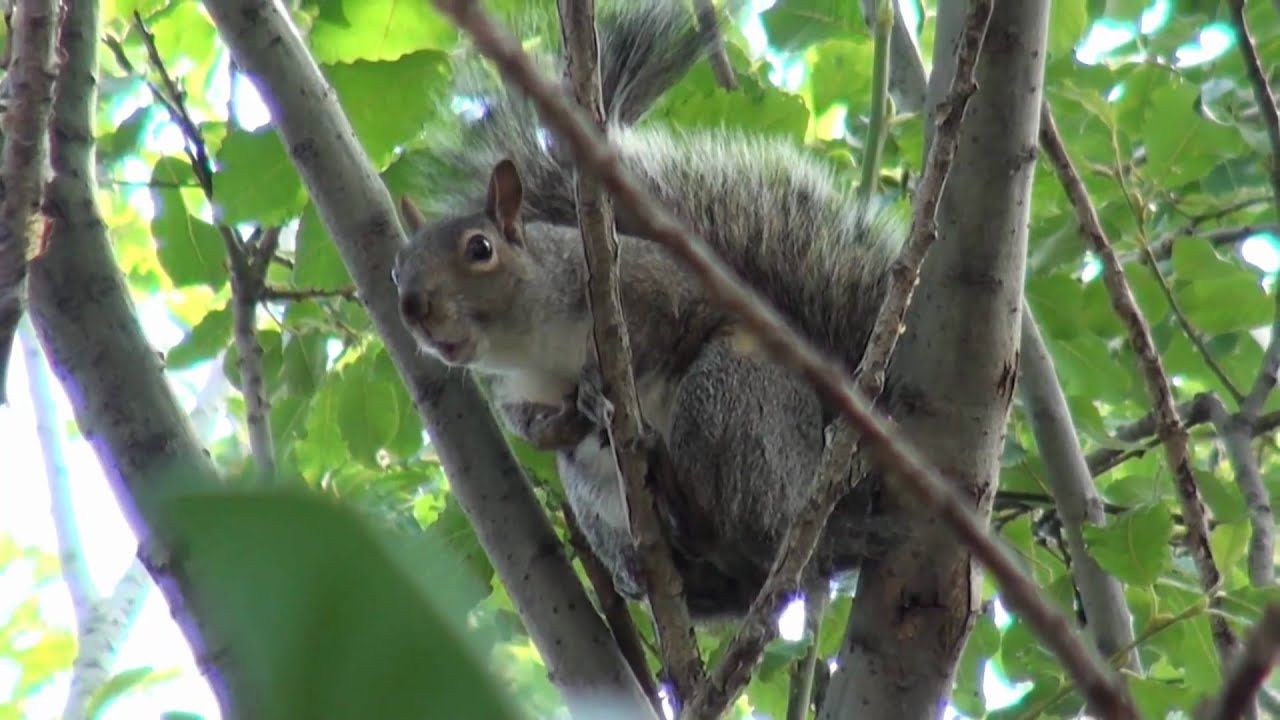 Crazy Squirrel SCREAMING! [Sound On]