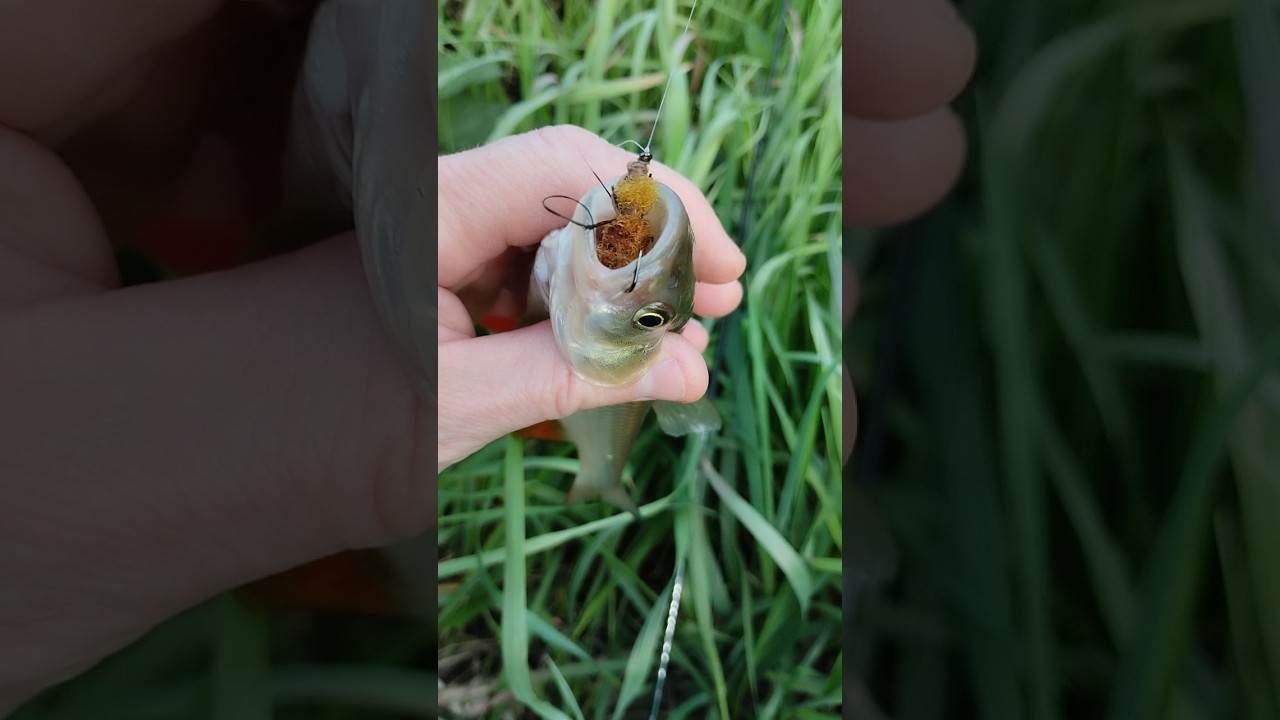мушка 