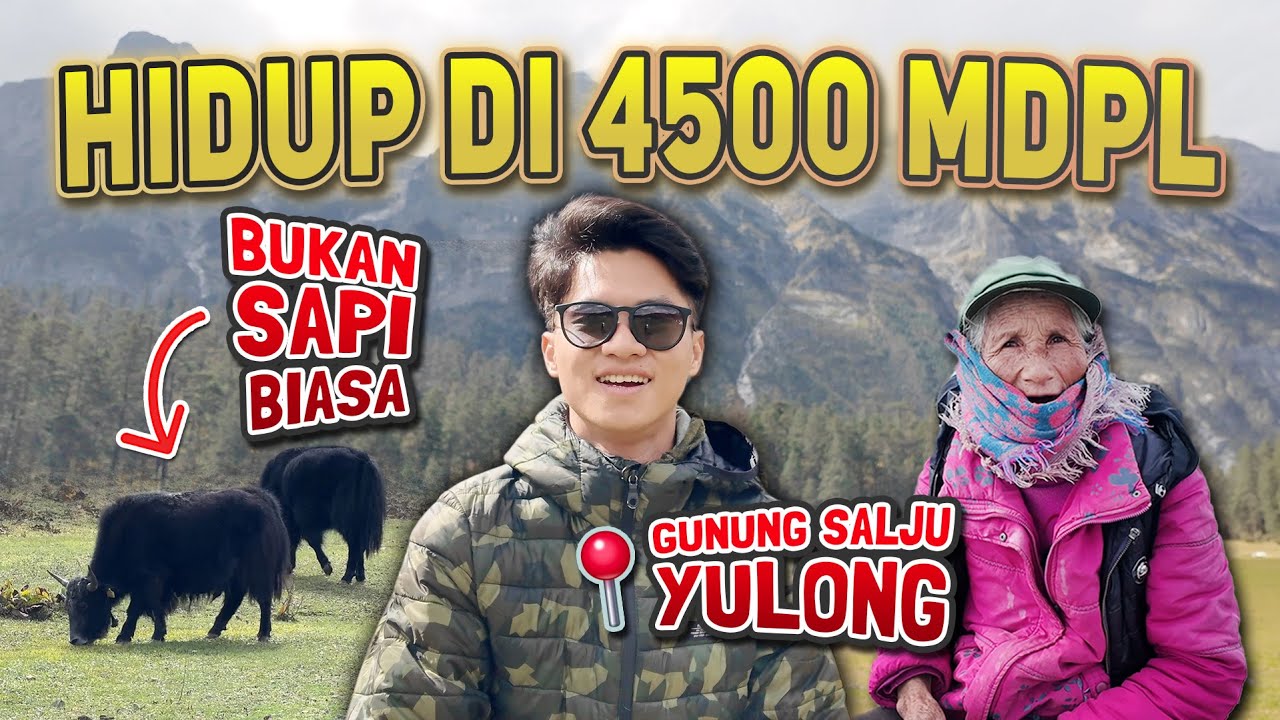 Kehidupan Peternak YAK (Sapi Tibet) di Atas Gunung🏔️⁉️ Hebatnya Tiongkok Dalam Mengelola Alamnya🇨🇳