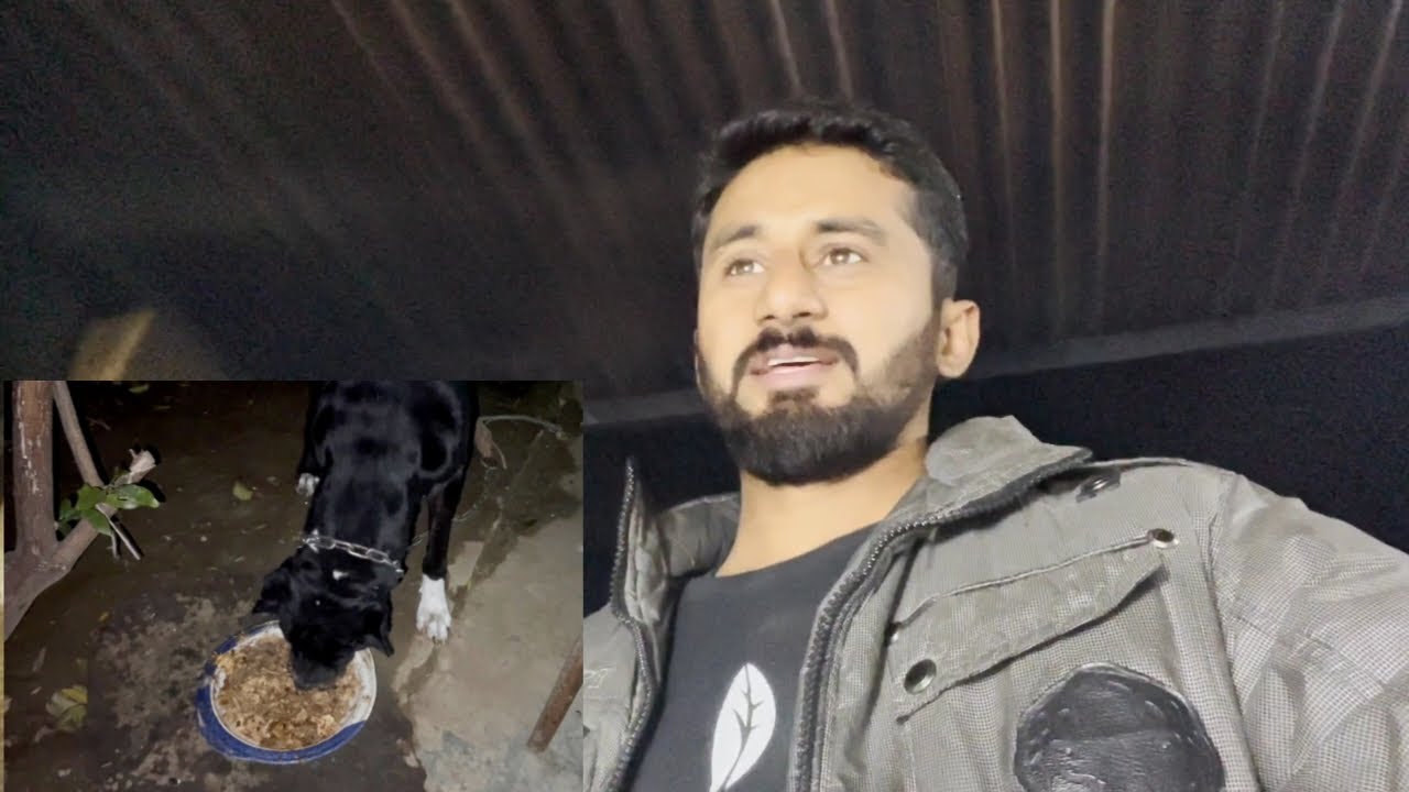 prepare Dog Food | Siyapa