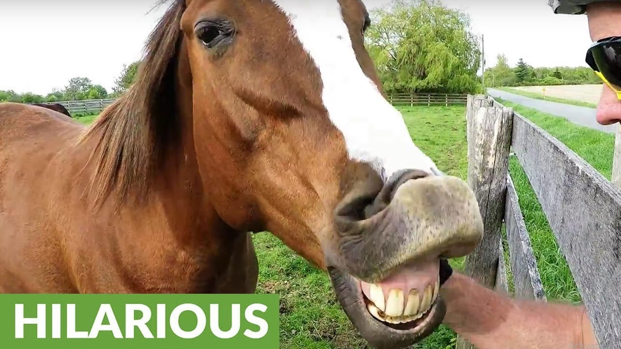 Horse makes hilarious faces after sharing cyclist's unusual snack