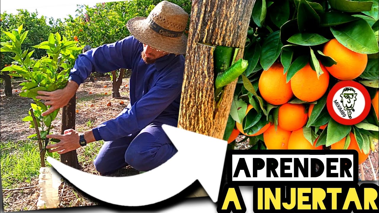 🍊​INJERTOS en C&Iacute;TRICOS🍋​ C&oacute;mo Injertar NARANJOS y LIMONEROS en 5 Sencillos Pasos by mixim89