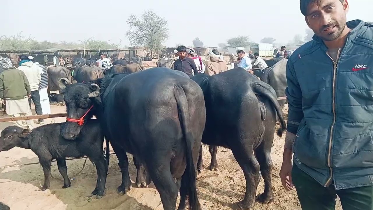 Rawatsar Me Bhenso Ki Mandi Har Budhwar Ko Lagti Hai