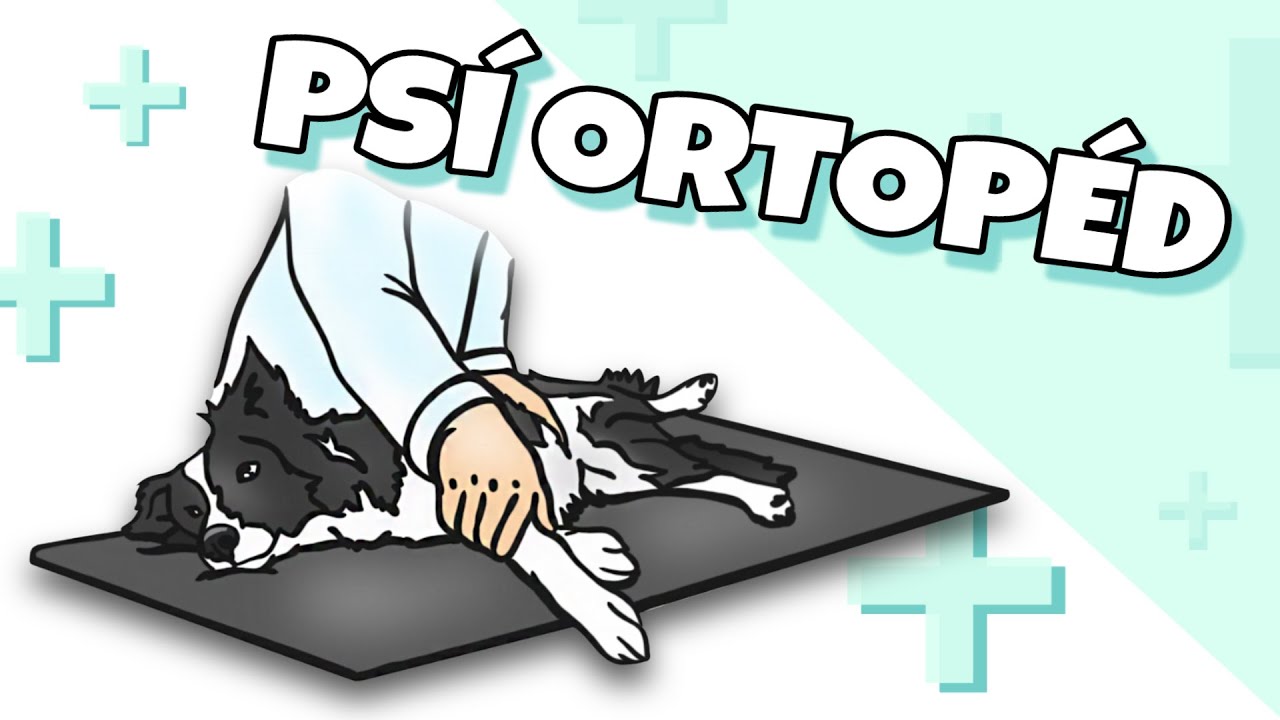 AKO SO PSOM U VETERINÁRA | psí ortopéd
