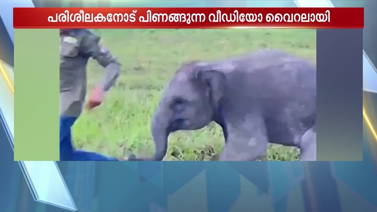 'അപ്പോഴേയ്ക്കും പിണങ്ങിയോ' സോഷ്യല്‍ മീഡിയ കീഴടക്കി കുട്ടിയാനയുടെ കുറുമ്പ് | Elephant Video