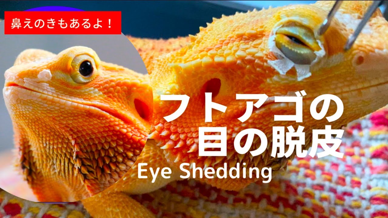 [フトアゴ目の脱皮/Eye shedding of bearded dragon]