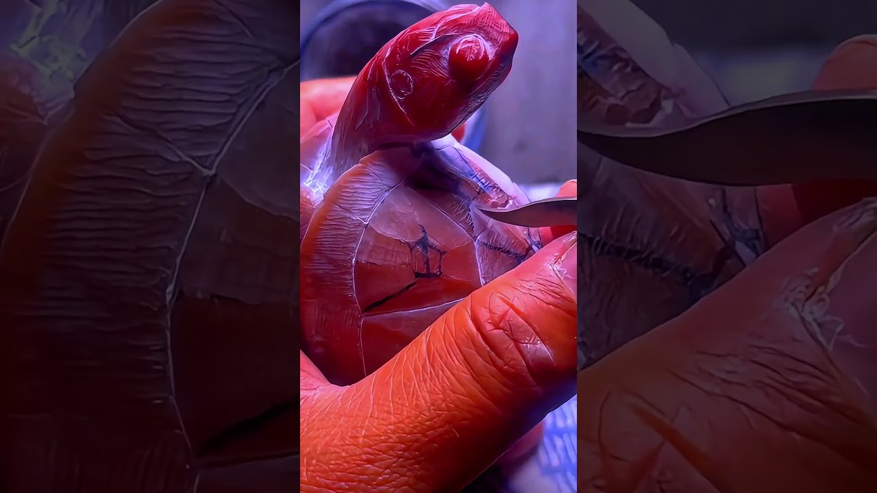 Stone Turtle Comes to Life! 🐢 Watch a Craftsman Carve and Polish with Unbelievable Precision!