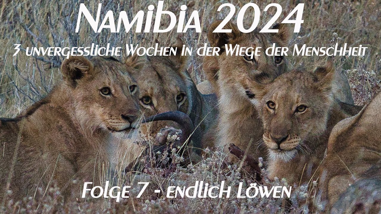 Namibia 2024 -  Folge 7: Über die Onguma Tamboti Campsite in den Etosha Nationalpark - endlich Löwen